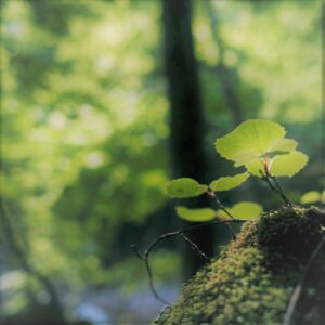 許可更新のお知らせ（秋田県）